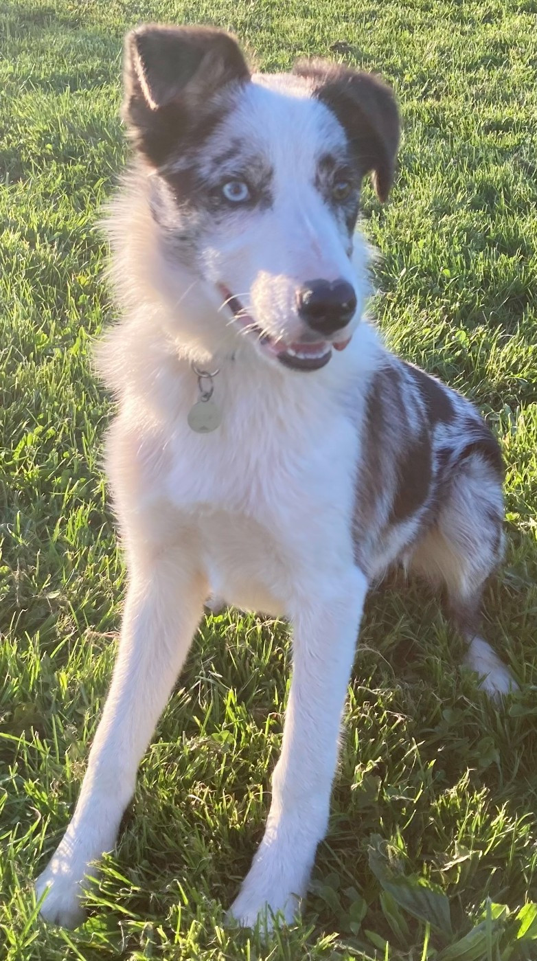 Volfy Giving a Thrill