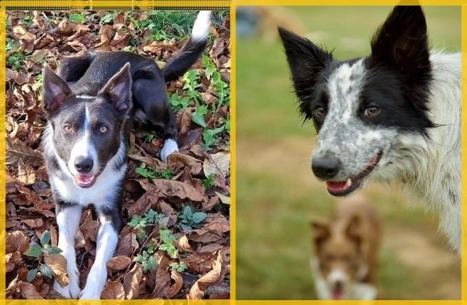 Saillie Border Collie