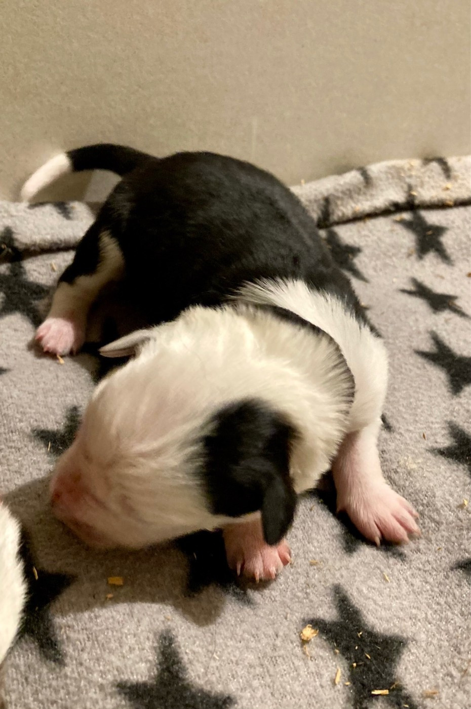 Earl Les P'tites Truffes - Chiots disponibles - Border Collie