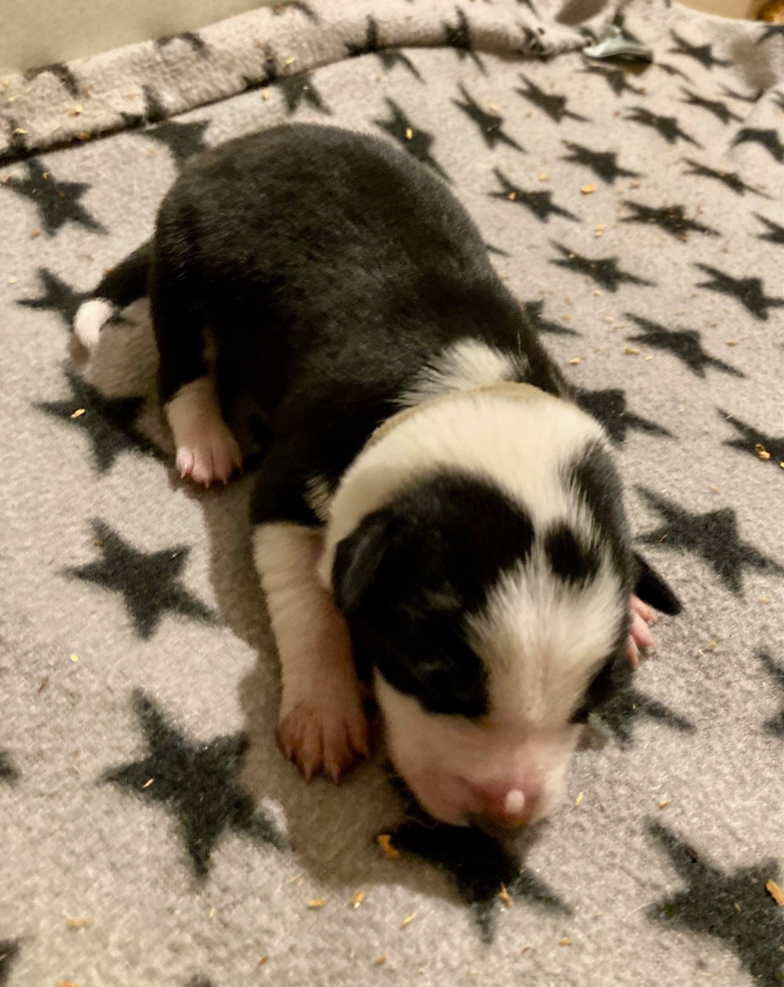 Earl Les P'tites Truffes - Chiots disponibles - Border Collie