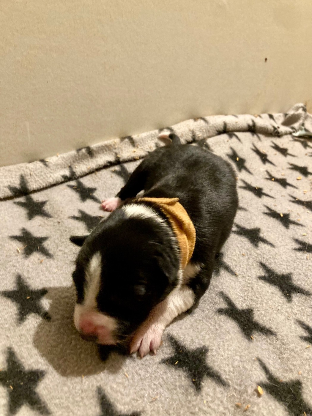 Earl Les P'tites Truffes - Chiots disponibles - Border Collie