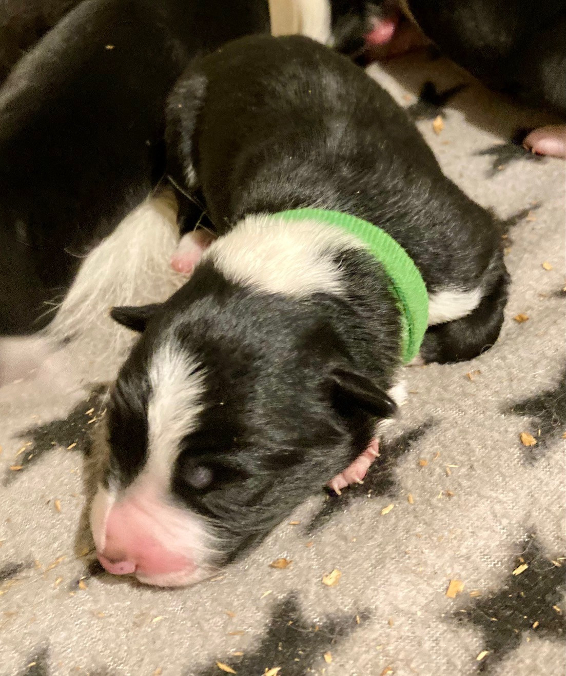 Earl Les P'tites Truffes - Chiots disponibles - Border Collie