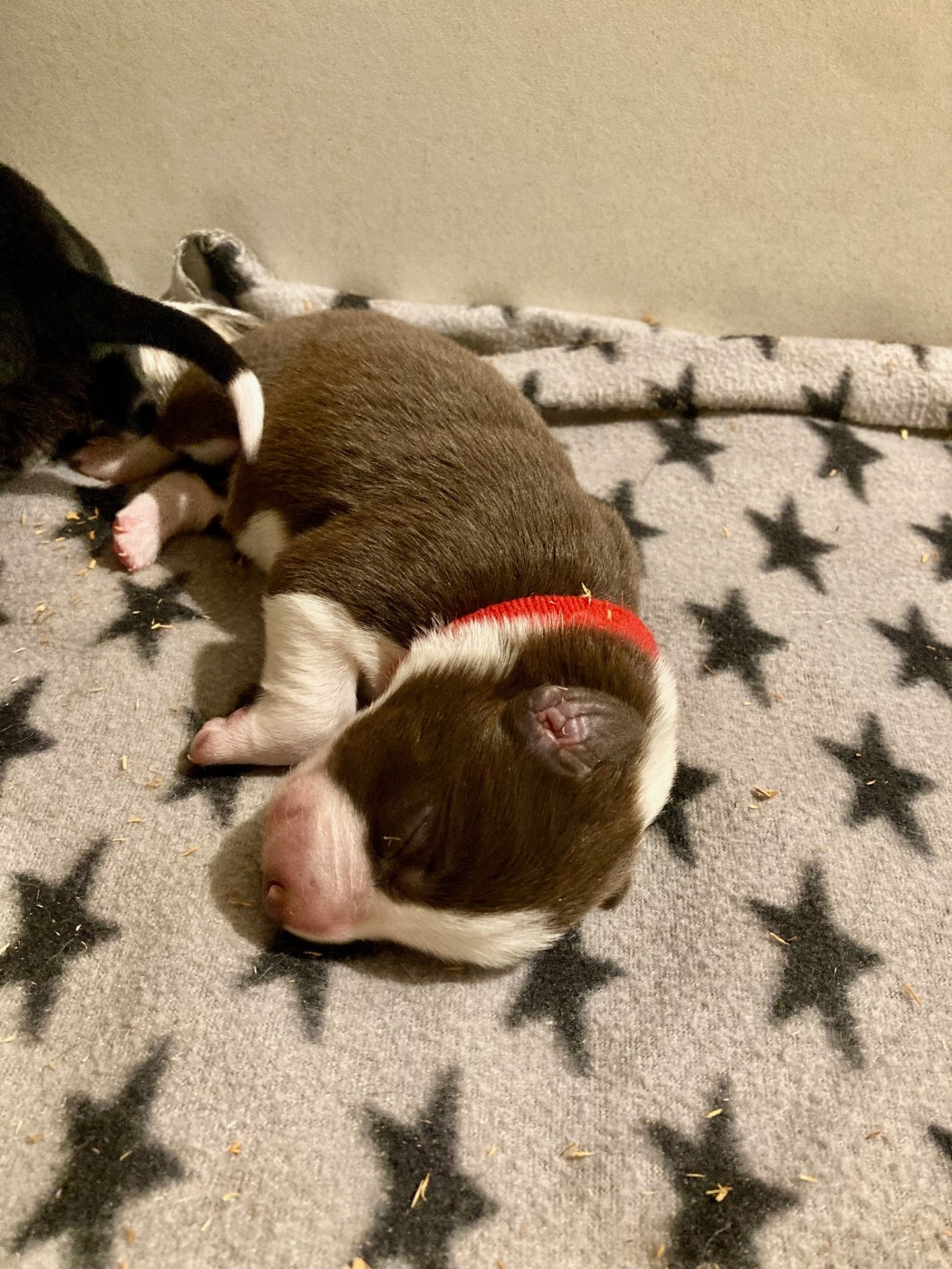 Earl Les P'tites Truffes - Chiots disponibles - Border Collie