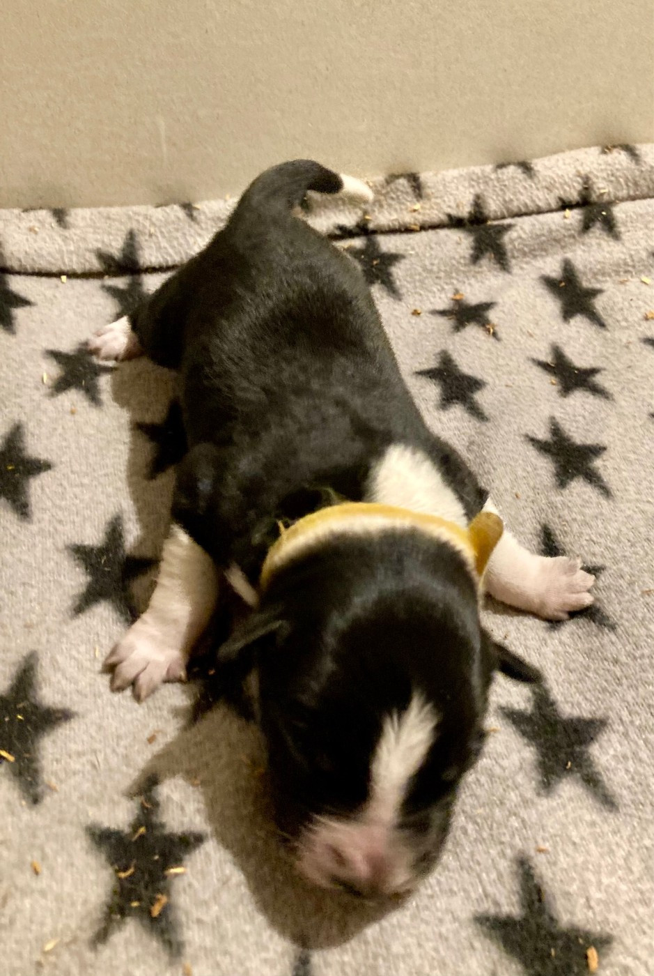 Earl Les P'tites Truffes - Chiots disponibles - Border Collie