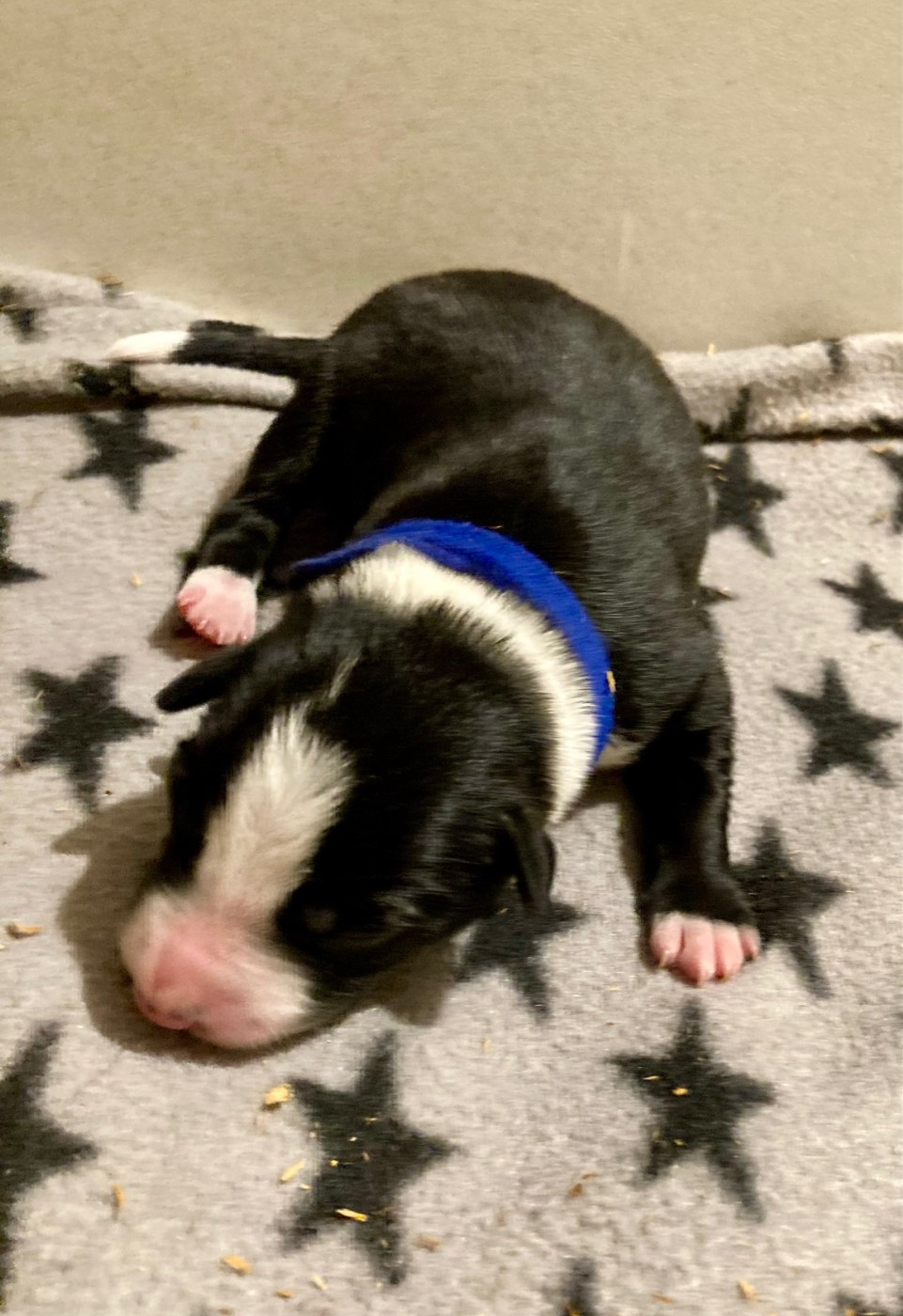 Earl Les P'tites Truffes - Chiots disponibles - Border Collie