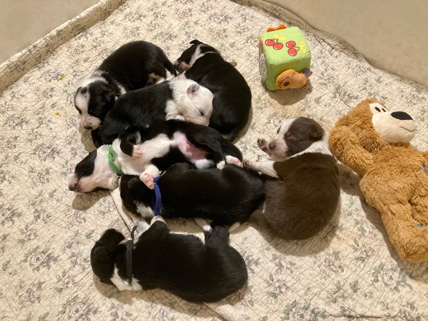 Earl Les P'tites Truffes - Border Collie - Portée née le 04/12/2025