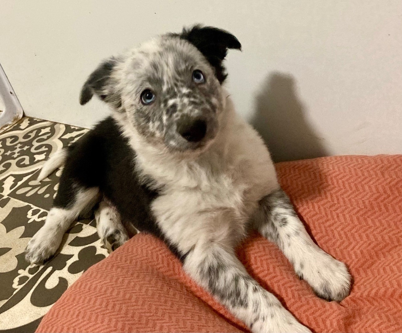 Earl Les P'tites Truffes - Chiots disponibles - Border Collie