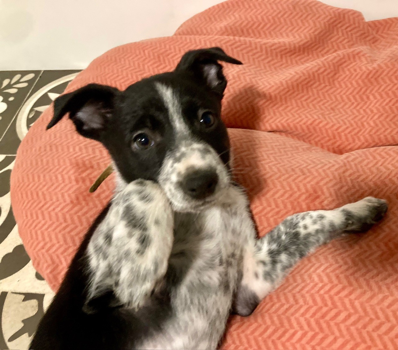 Earl Les P'tites Truffes - Chiots disponibles - Border Collie