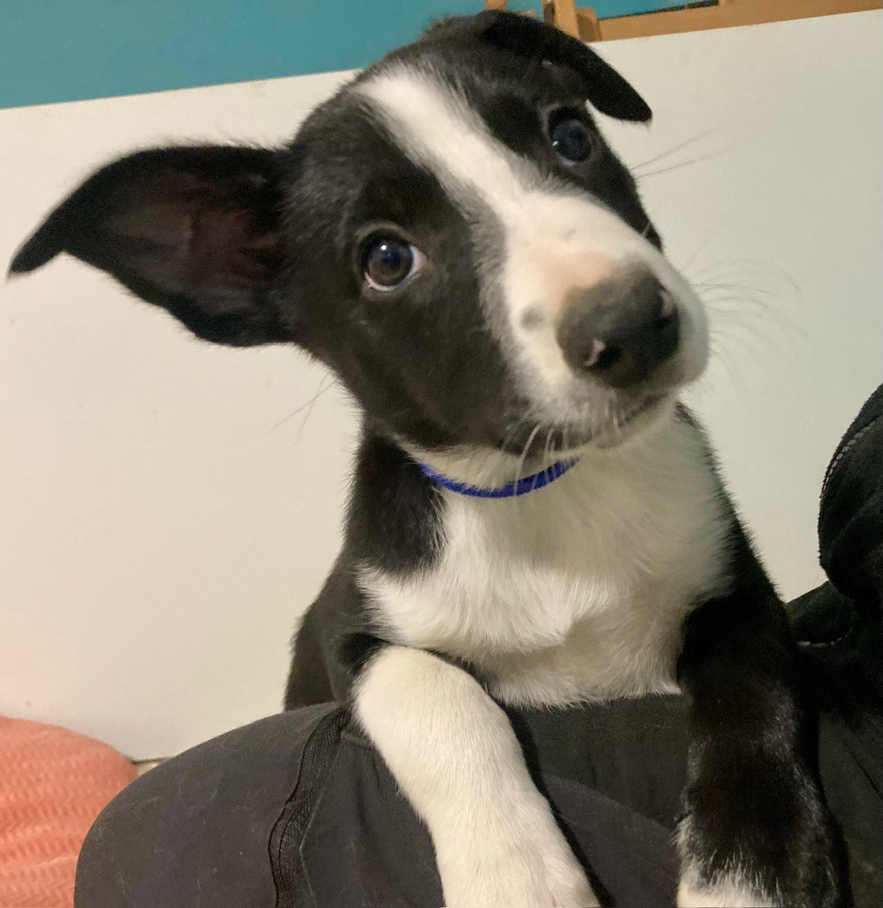 Earl Les P'tites Truffes - Chiots disponibles - Border Collie