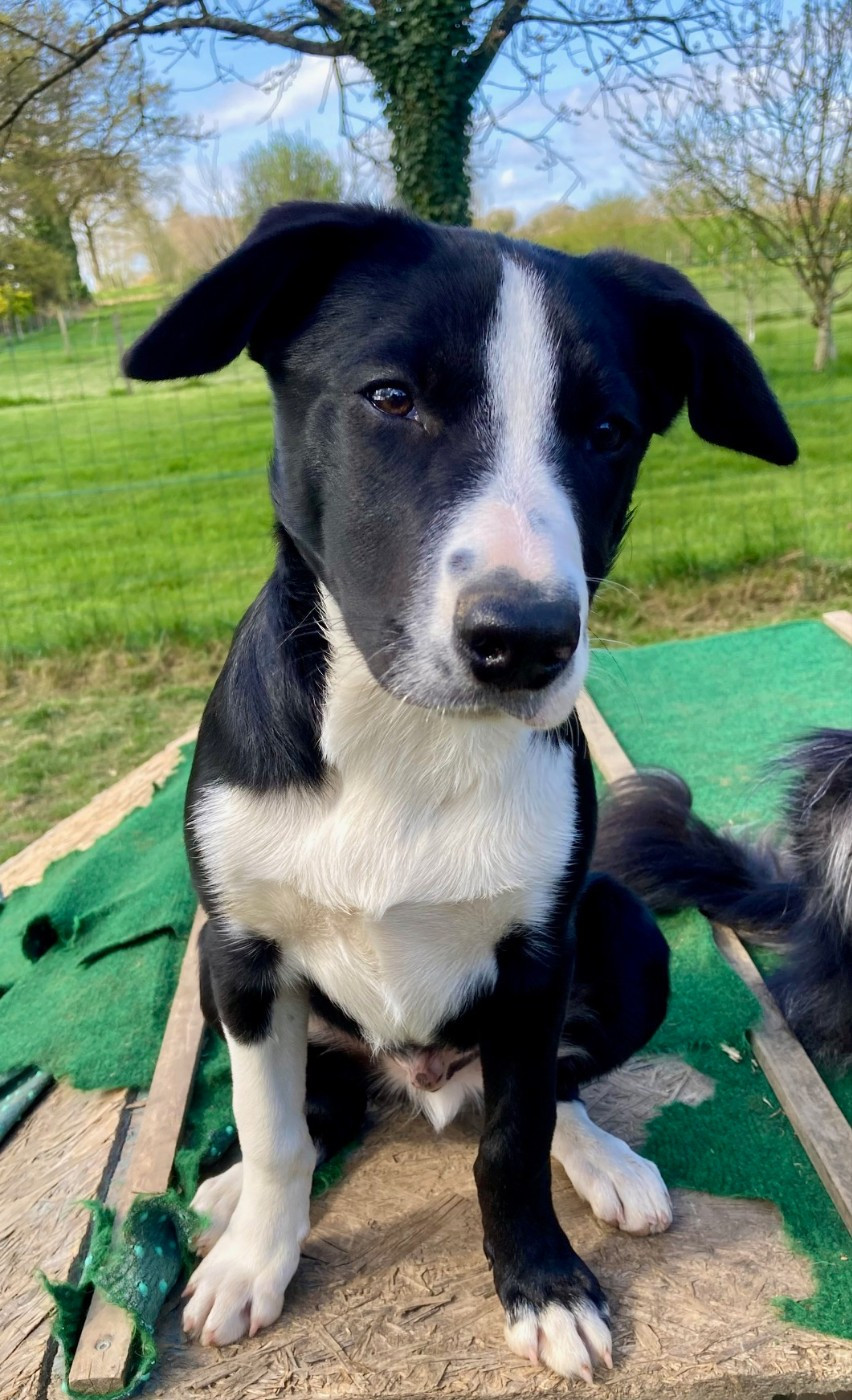 Earl Les P'tites Truffes - Chiots disponibles - Border Collie