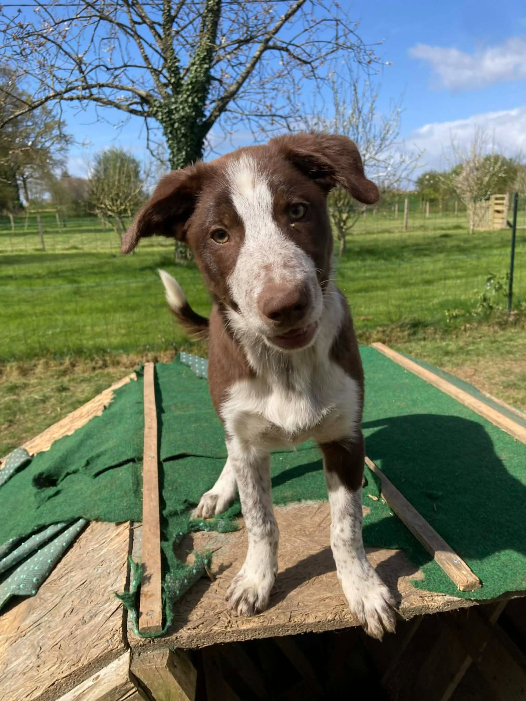 Earl Les P'tites Truffes - Chiots disponibles - Border Collie