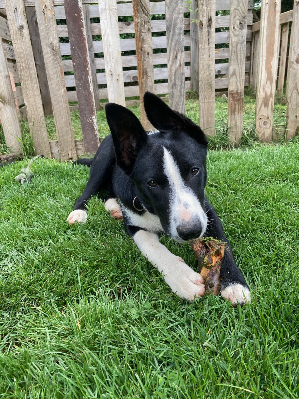 Earl Les P'tites Truffes - Chiots disponibles - Border Collie