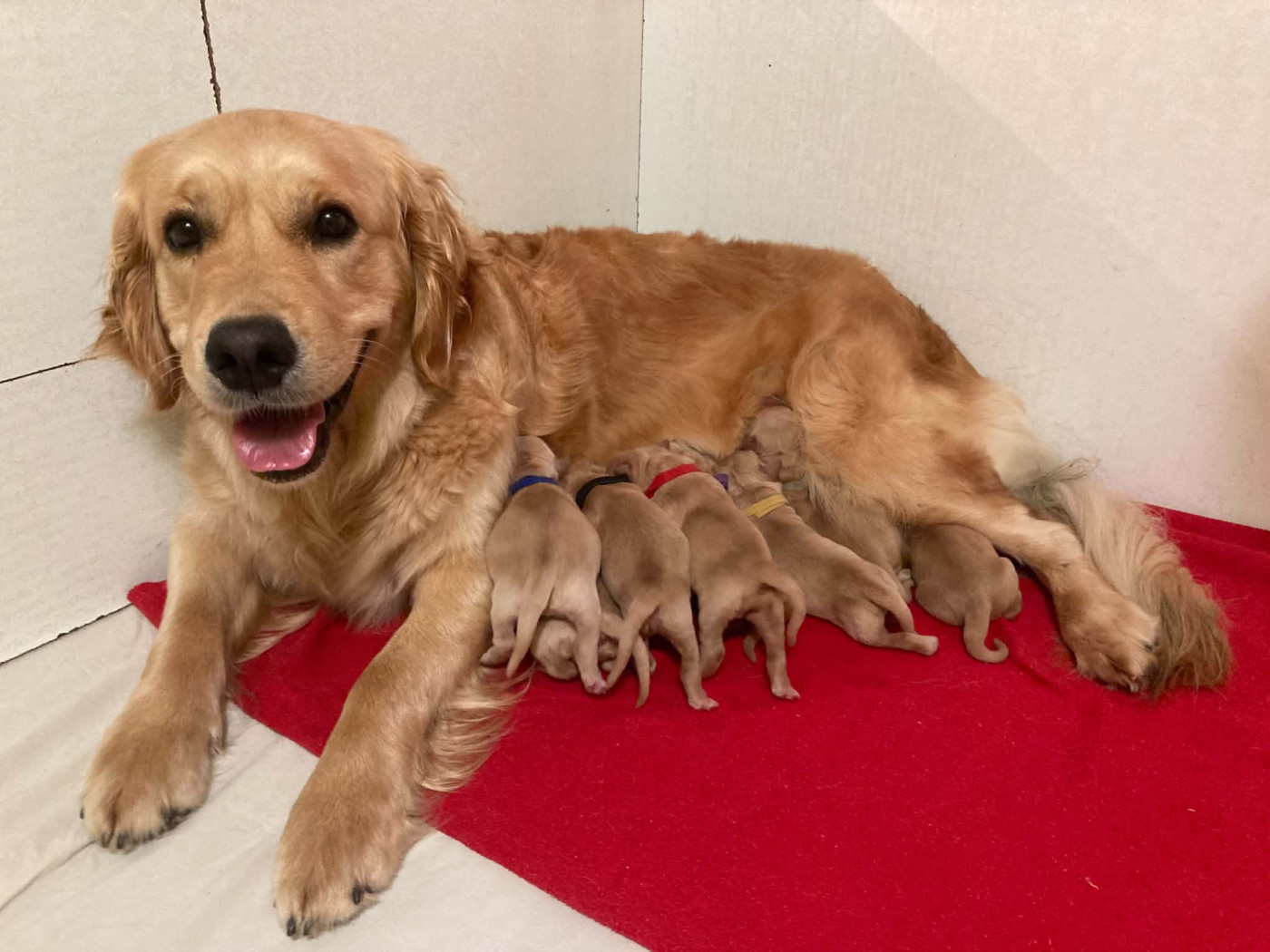 Chiot Golden Retriever Earl Les P'tites Truffes