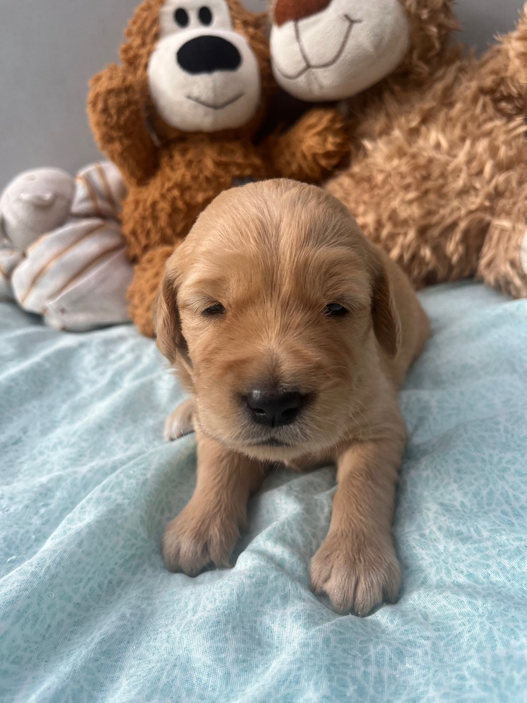 Earl Les P'tites Truffes - Chiots disponibles - Golden Retriever