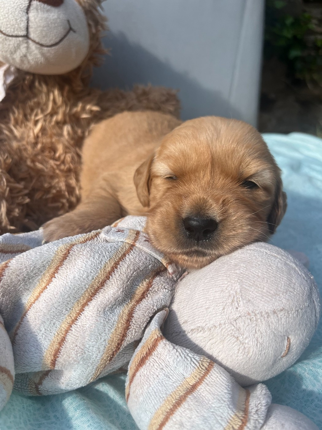 Earl Les P'tites Truffes - Chiots disponibles - Golden Retriever