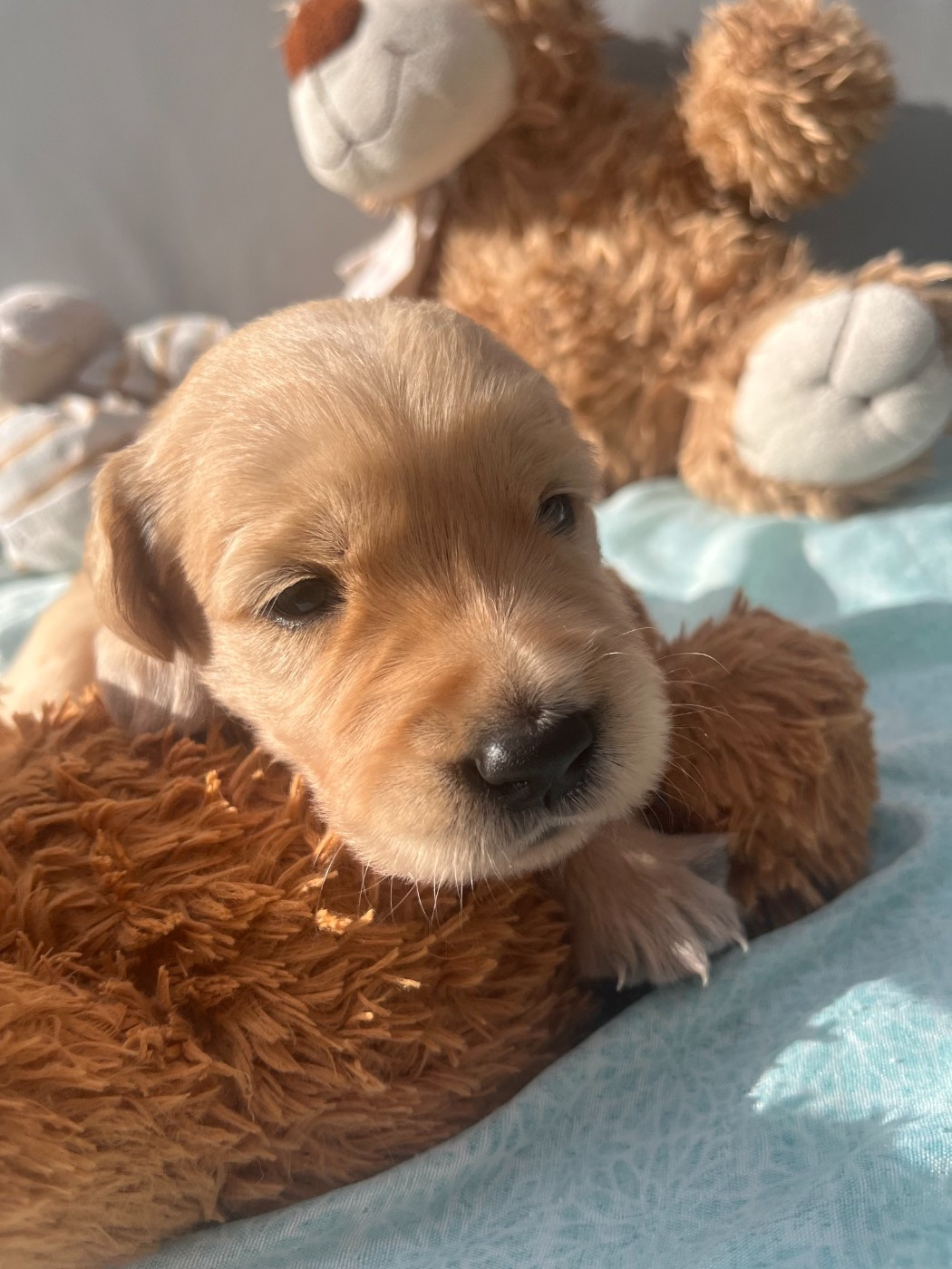 Earl Les P'tites Truffes - Chiots disponibles - Golden Retriever