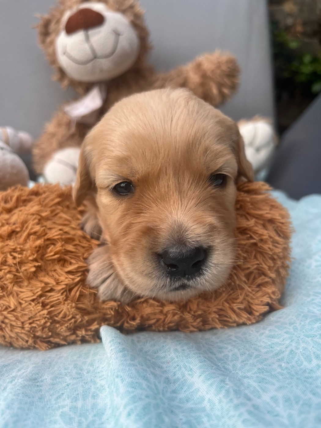 Earl Les P'tites Truffes - Chiots disponibles - Golden Retriever