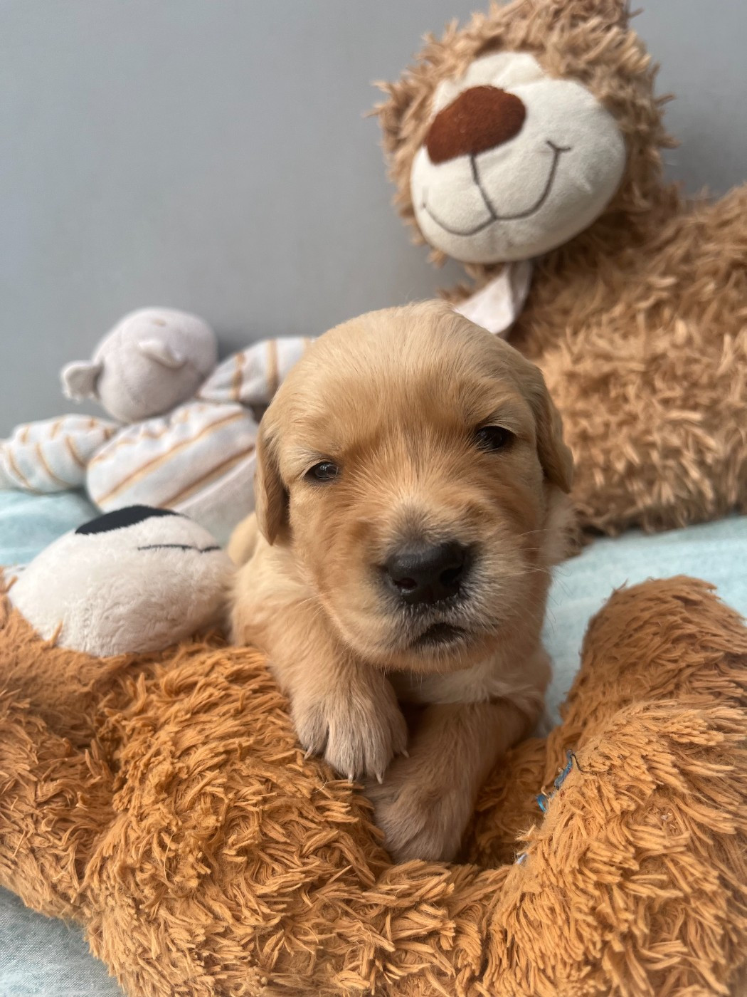 Earl Les P'tites Truffes - Chiots disponibles - Golden Retriever