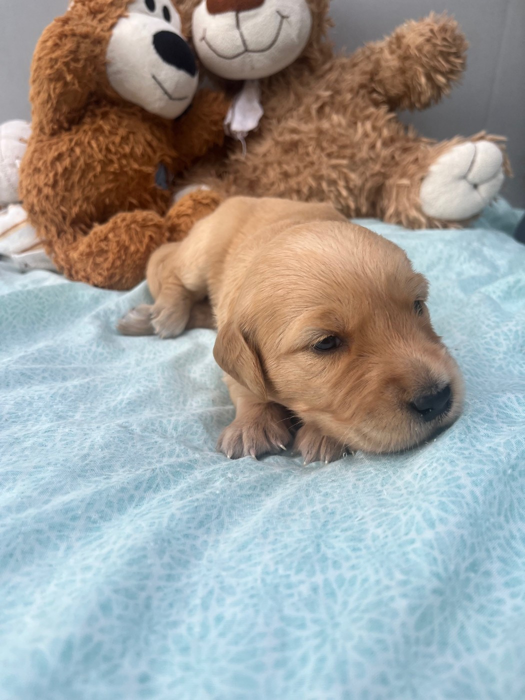 Earl Les P'tites Truffes - Chiots disponibles - Golden Retriever
