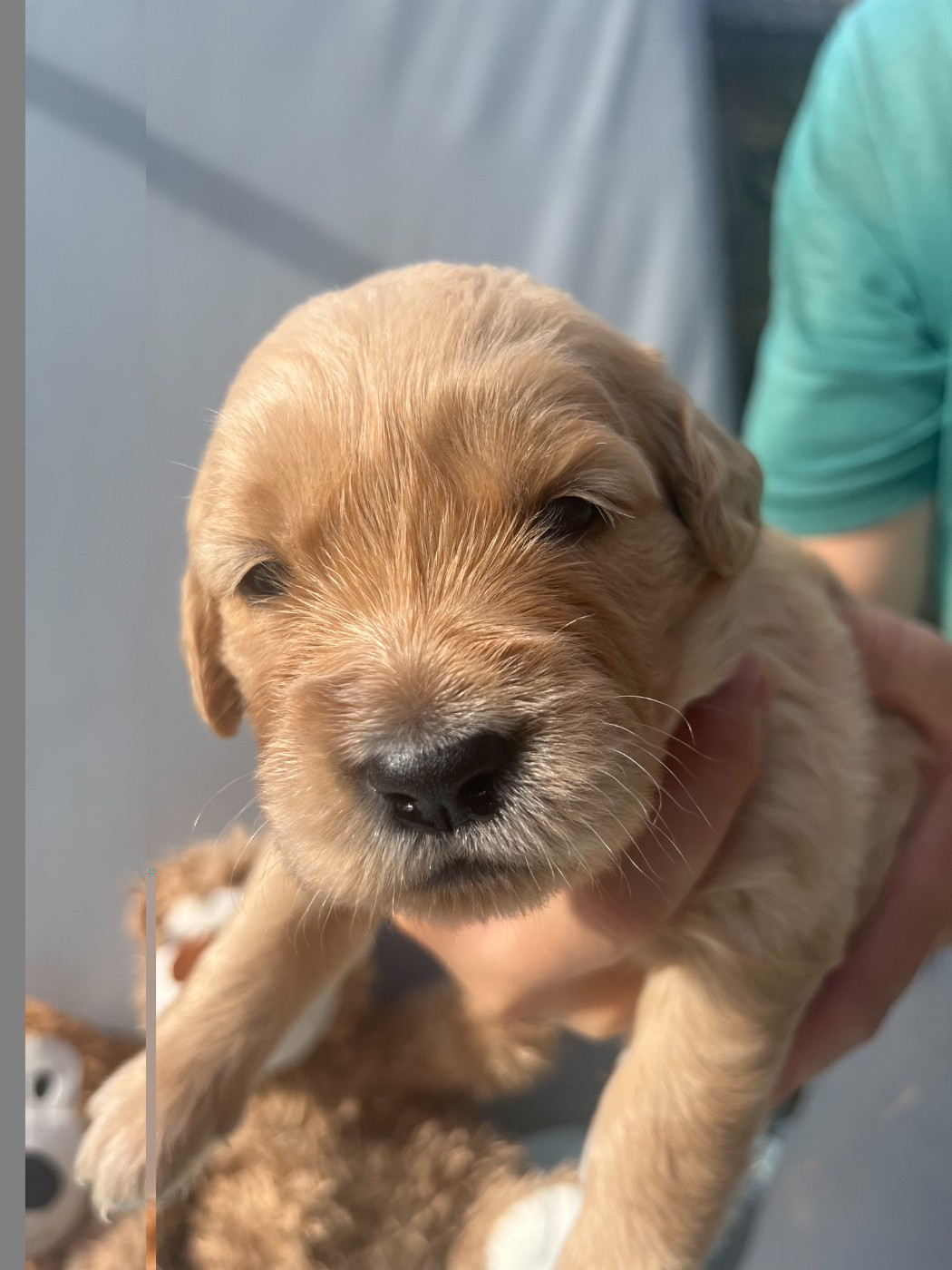 Earl Les P'tites Truffes - Chiots disponibles - Golden Retriever