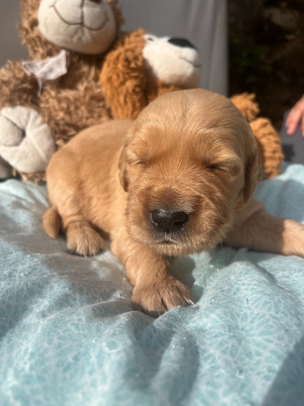 Earl Les P'tites Truffes - Chiots disponibles - Golden Retriever