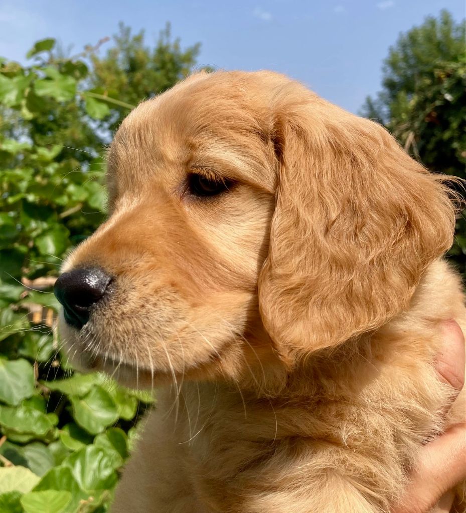 Earl Les P'tites Truffes - Chiots disponibles - Golden Retriever