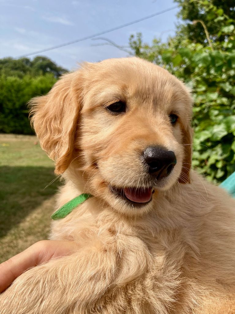 Earl Les P'tites Truffes - Chiots disponibles - Golden Retriever