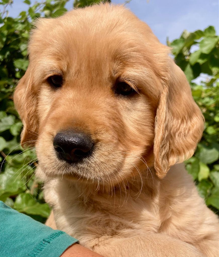 Earl Les P'tites Truffes - Chiots disponibles - Golden Retriever
