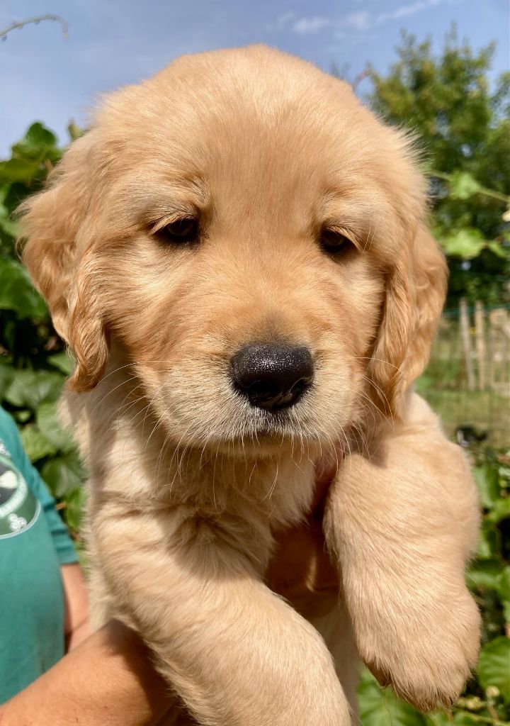 Earl Les P'tites Truffes - Chiots disponibles - Golden Retriever