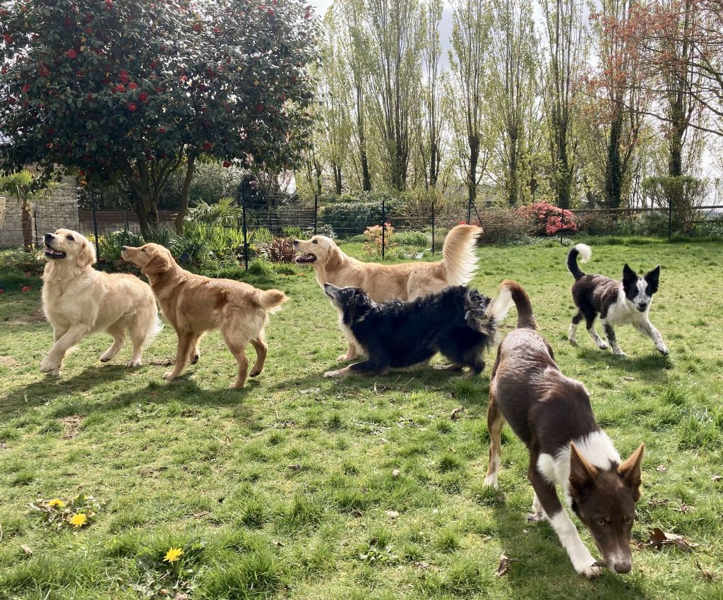 Accueil - Elevage les p'tites truffes - eleveur de chiens Golden Retriever